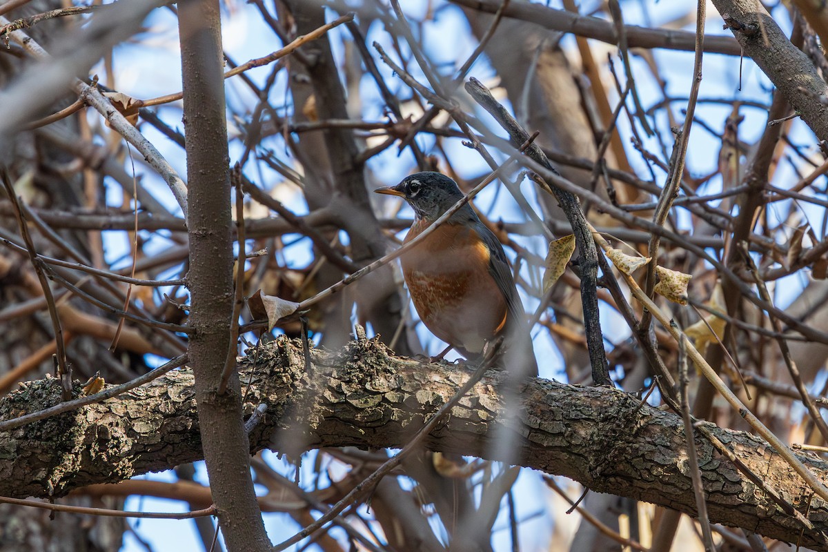 American Robin - ML647337829