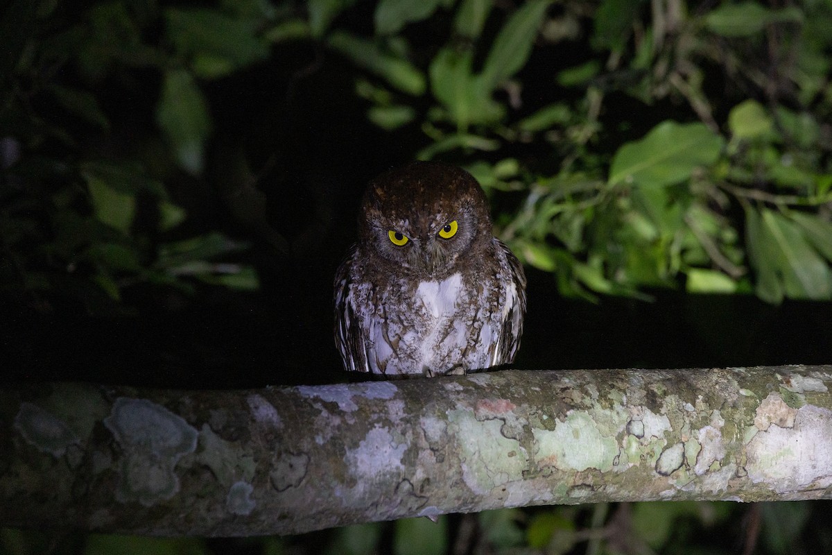 Oriental Scops-Owl - ML647337853