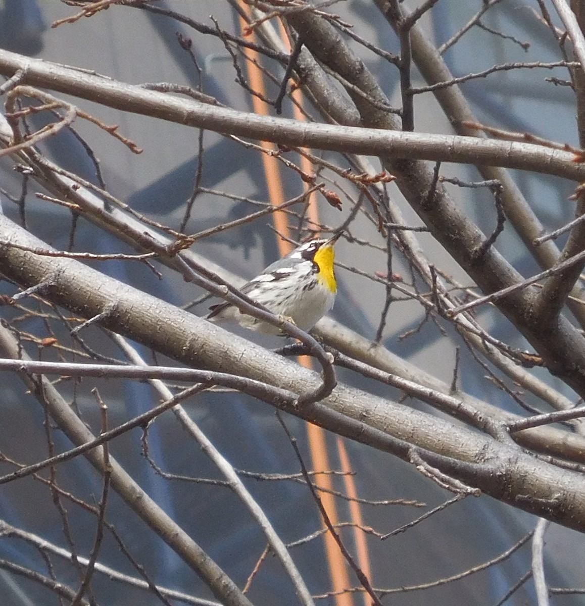 Yellow-throated Warbler - ML647337854