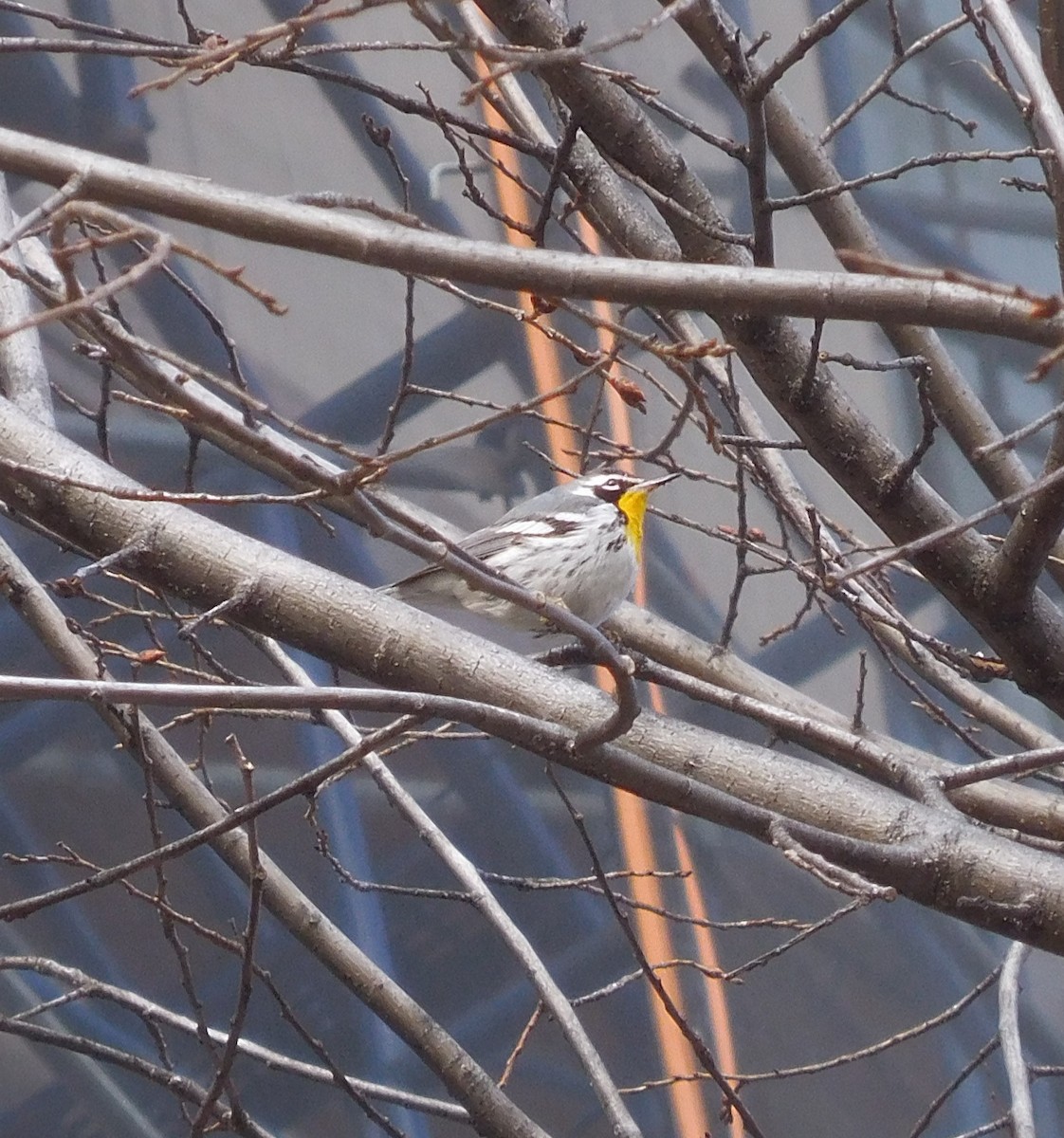 Yellow-throated Warbler - ML647337855