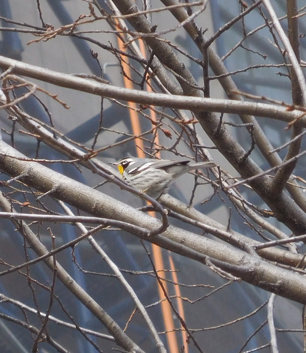 Yellow-throated Warbler - ML647337856
