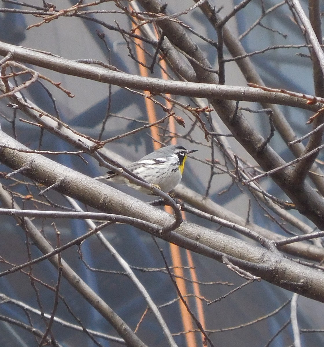 Yellow-throated Warbler - ML647337857