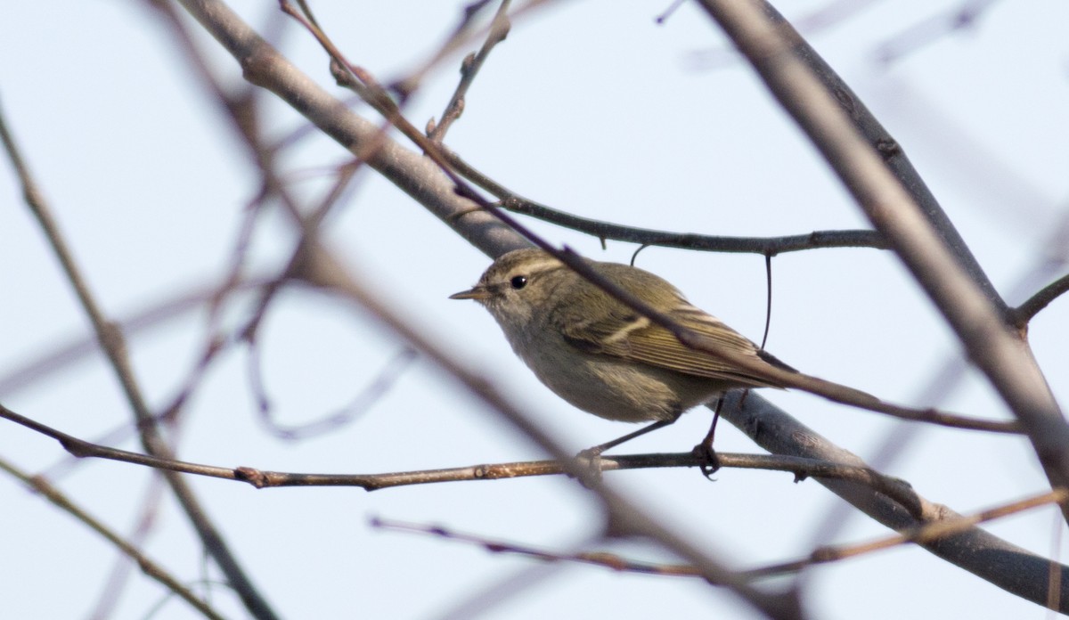 バフマユムシクイ - ML647337865