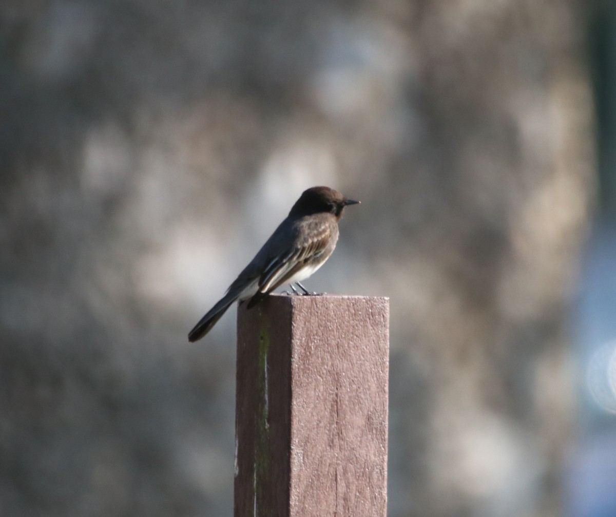 Black Phoebe - ML647337866