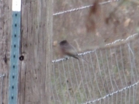 Black Phoebe - ML647337878