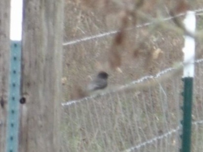 Black Phoebe - ML647337885