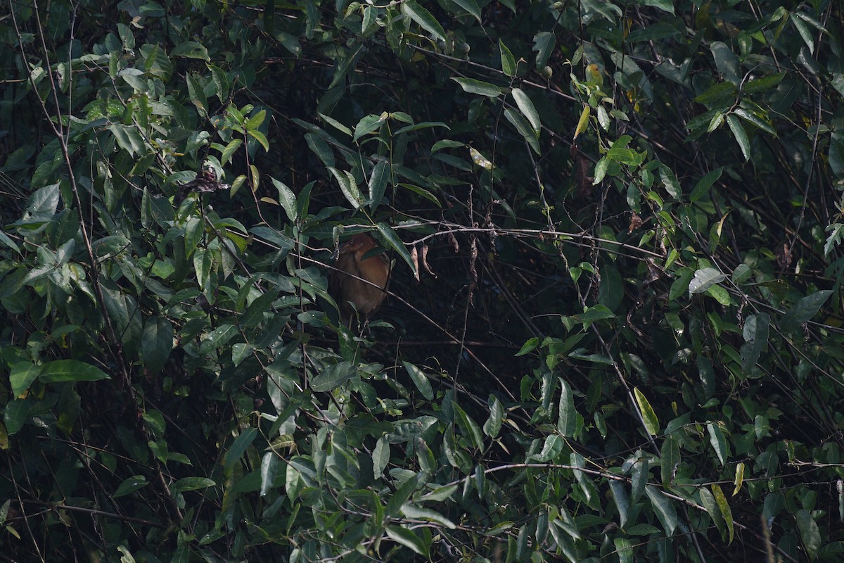 Zimtdommel - ML647337889