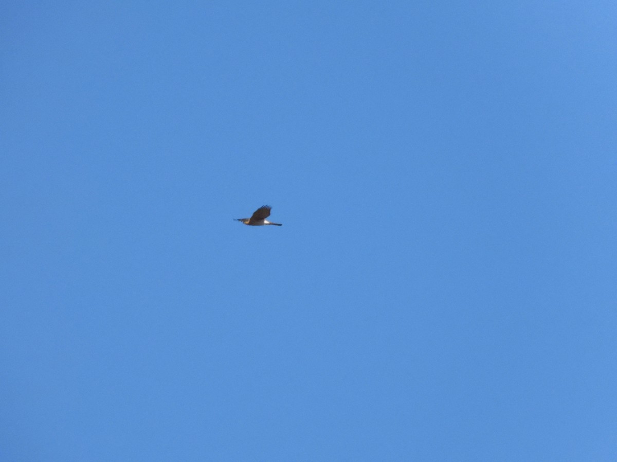 Eurasian Sparrowhawk - ML647337892