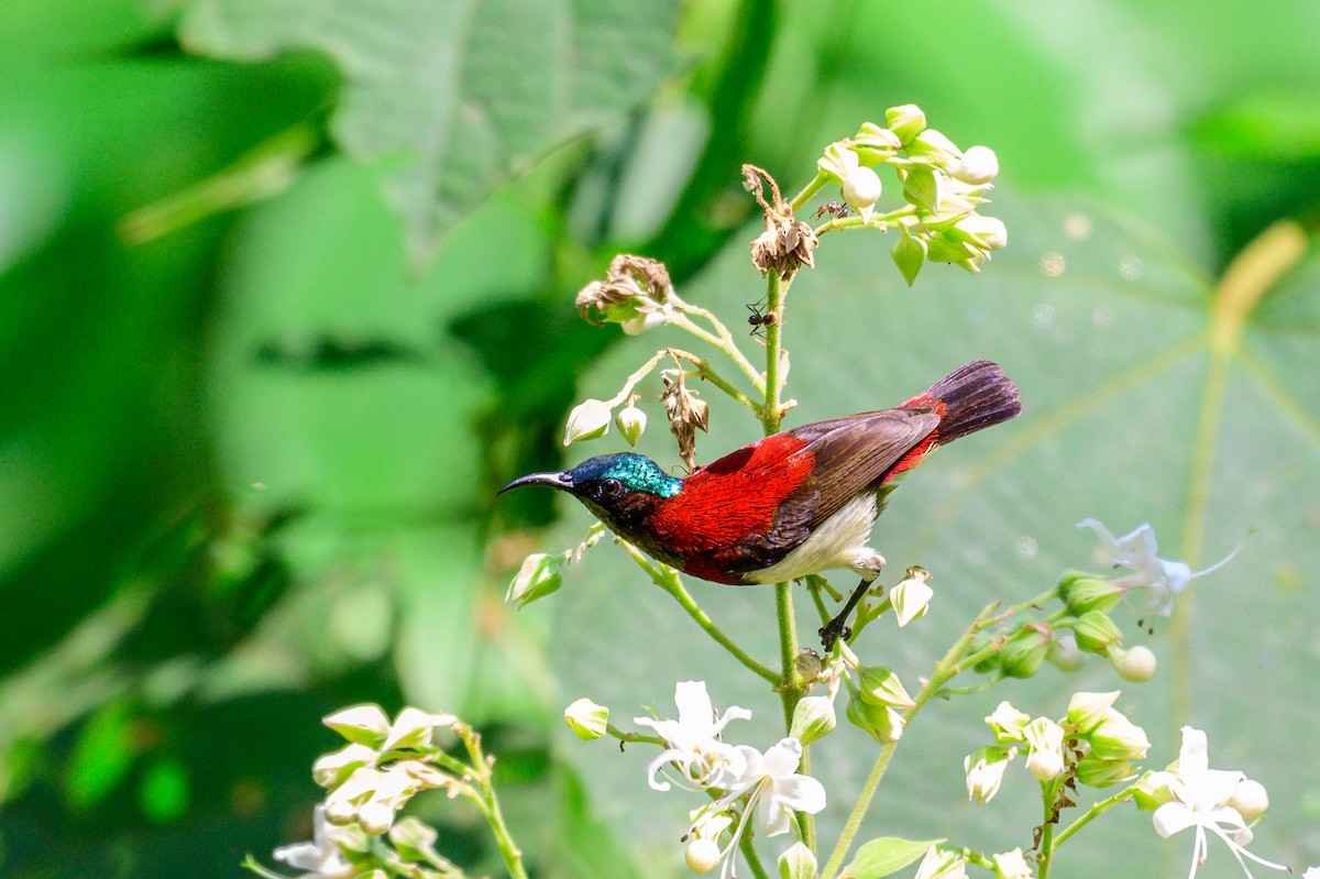 Crimson-backed Sunbird - ML647337893