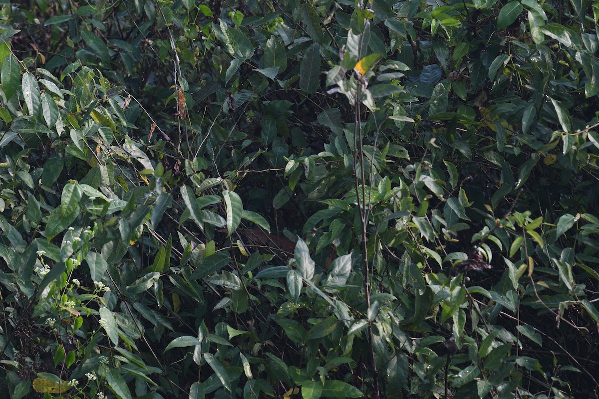 Zimtdommel - ML647337904