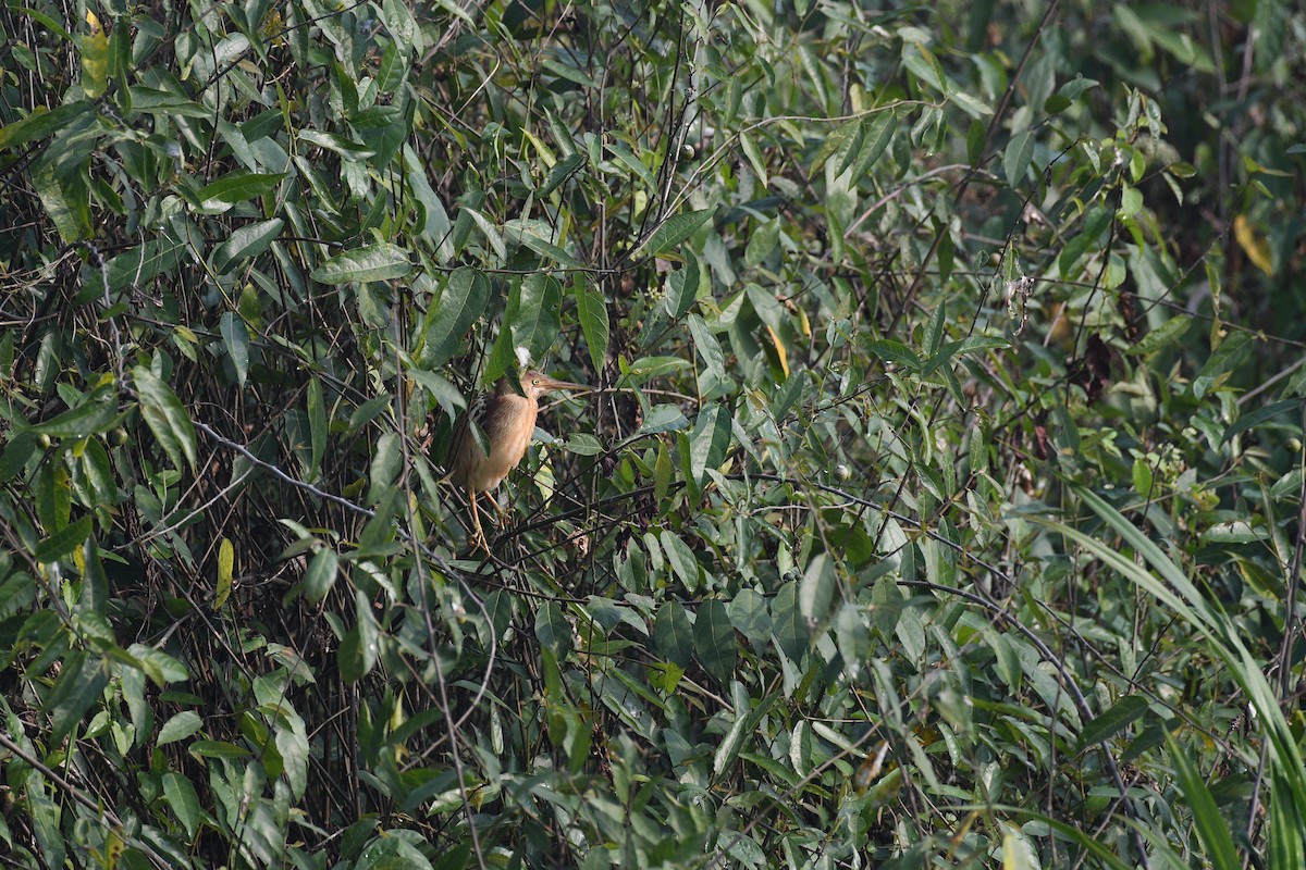 ヨシゴイ - ML647337918