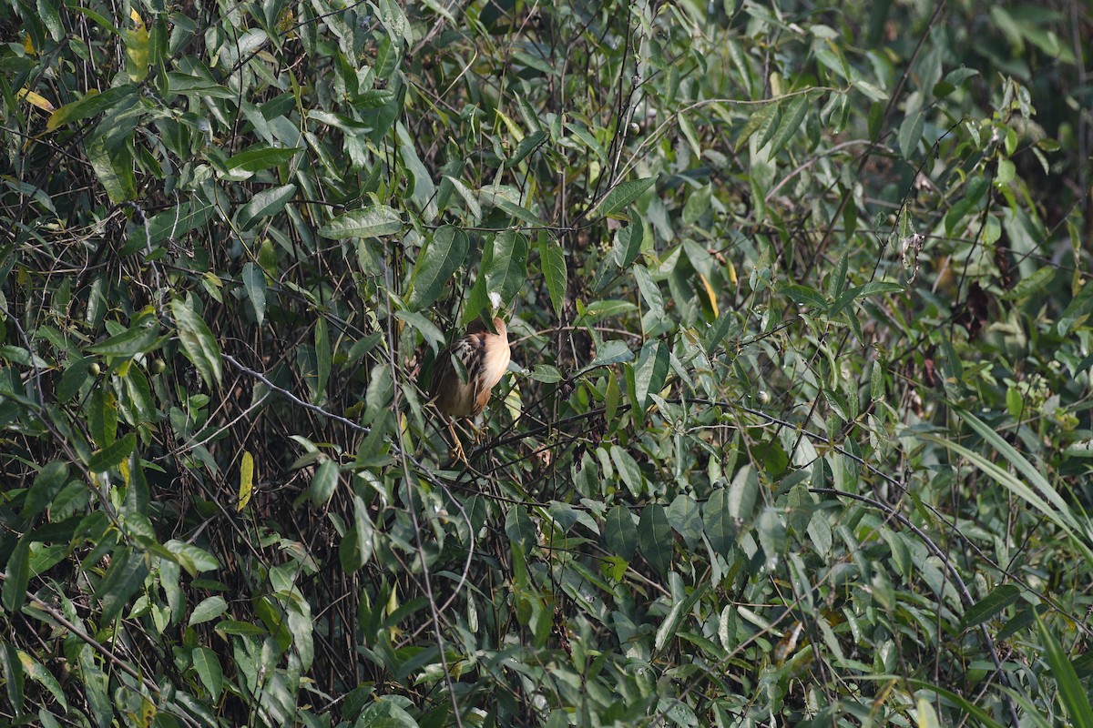 ヨシゴイ - ML647337919