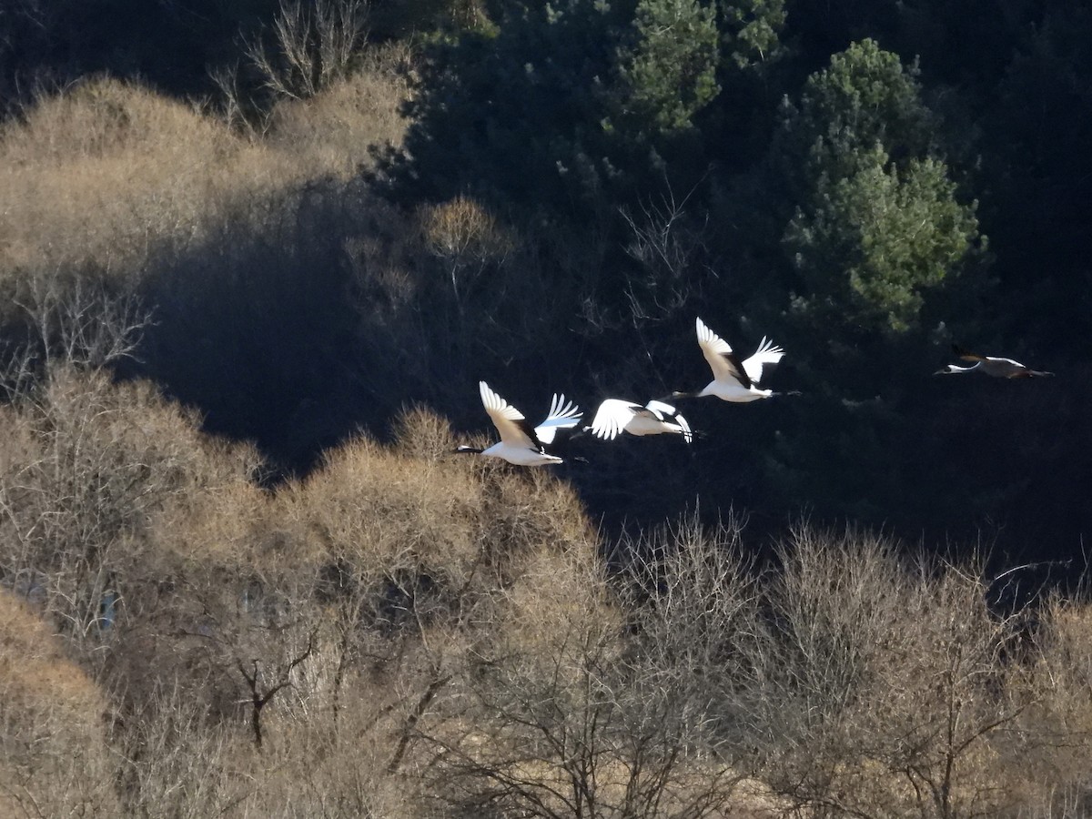 Kurrilo japoniarra - ML647337932