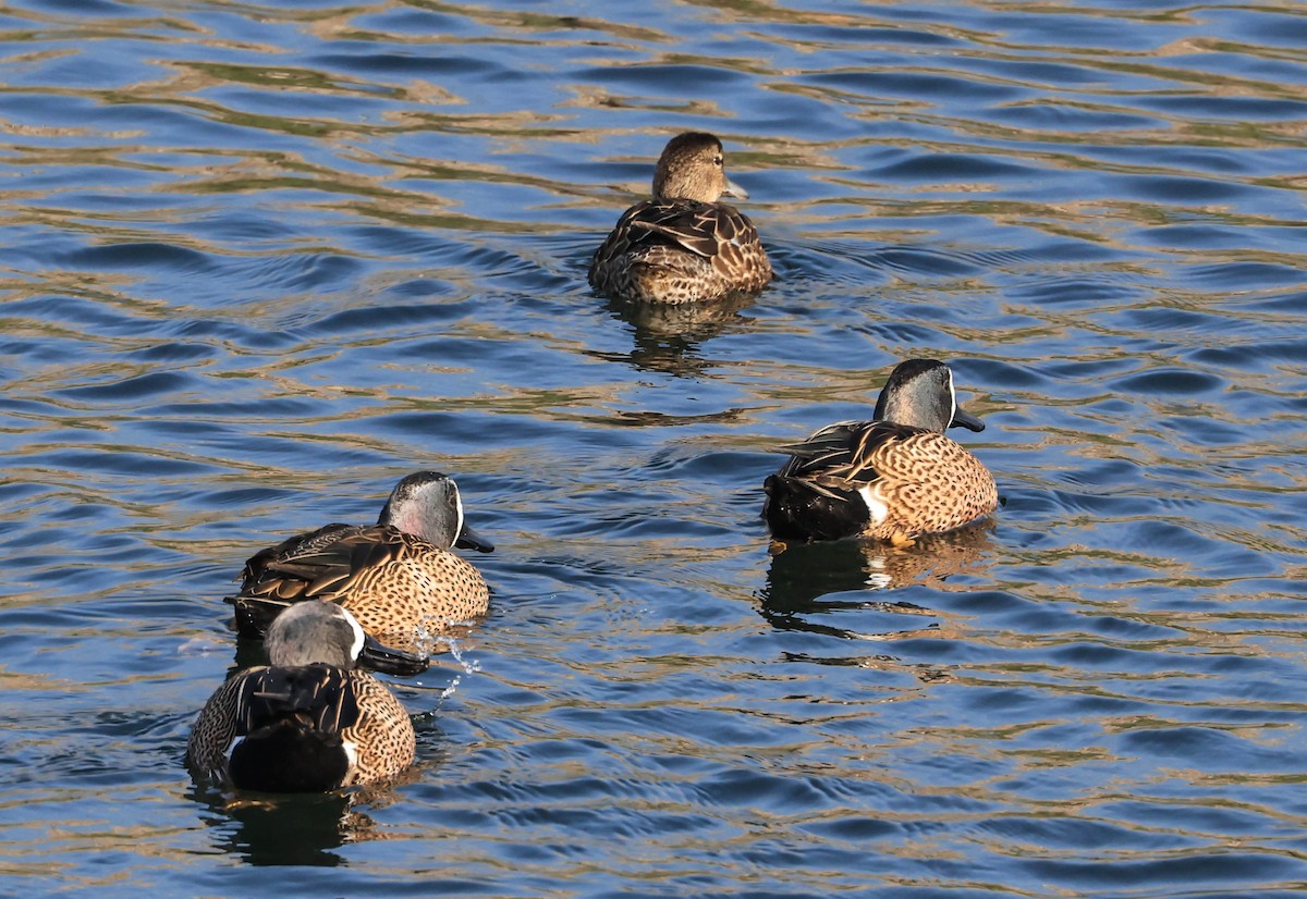Sarcelle à ailes bleues - ML647337934