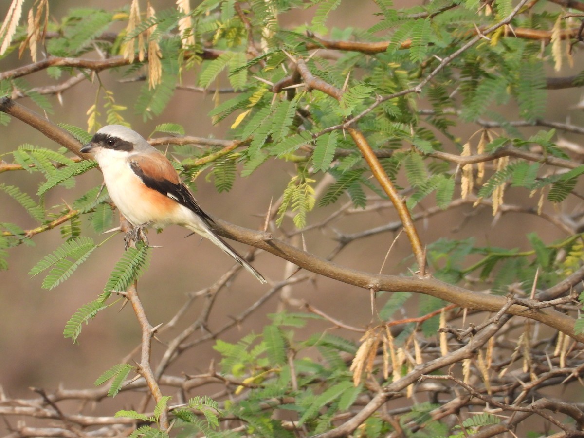 Bay-backed Shrike - ML647337952