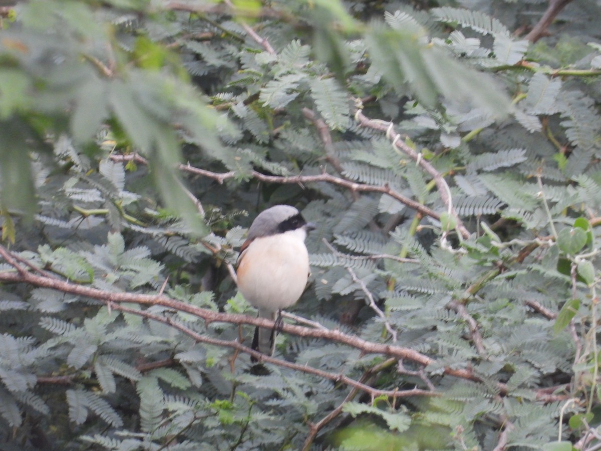 Bay-backed Shrike - ML647337953