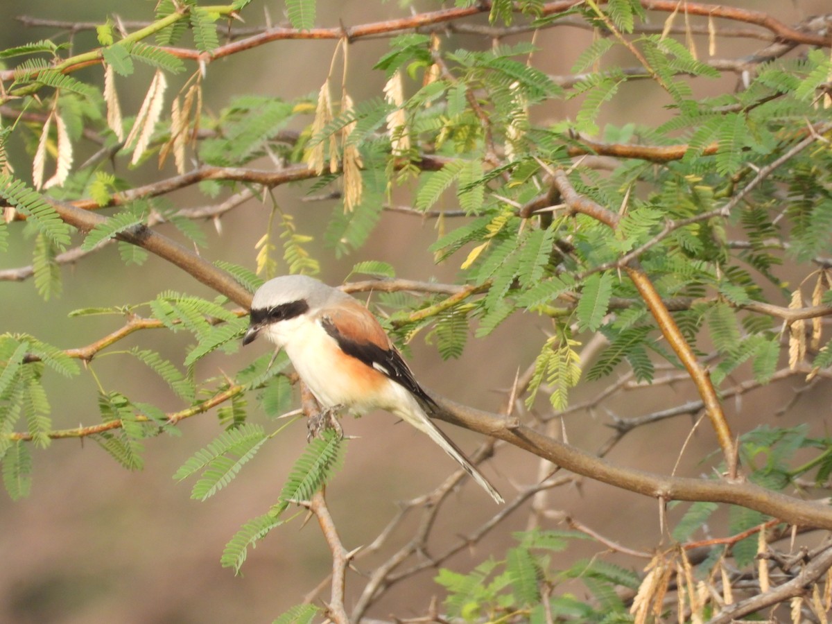 Bay-backed Shrike - ML647337954