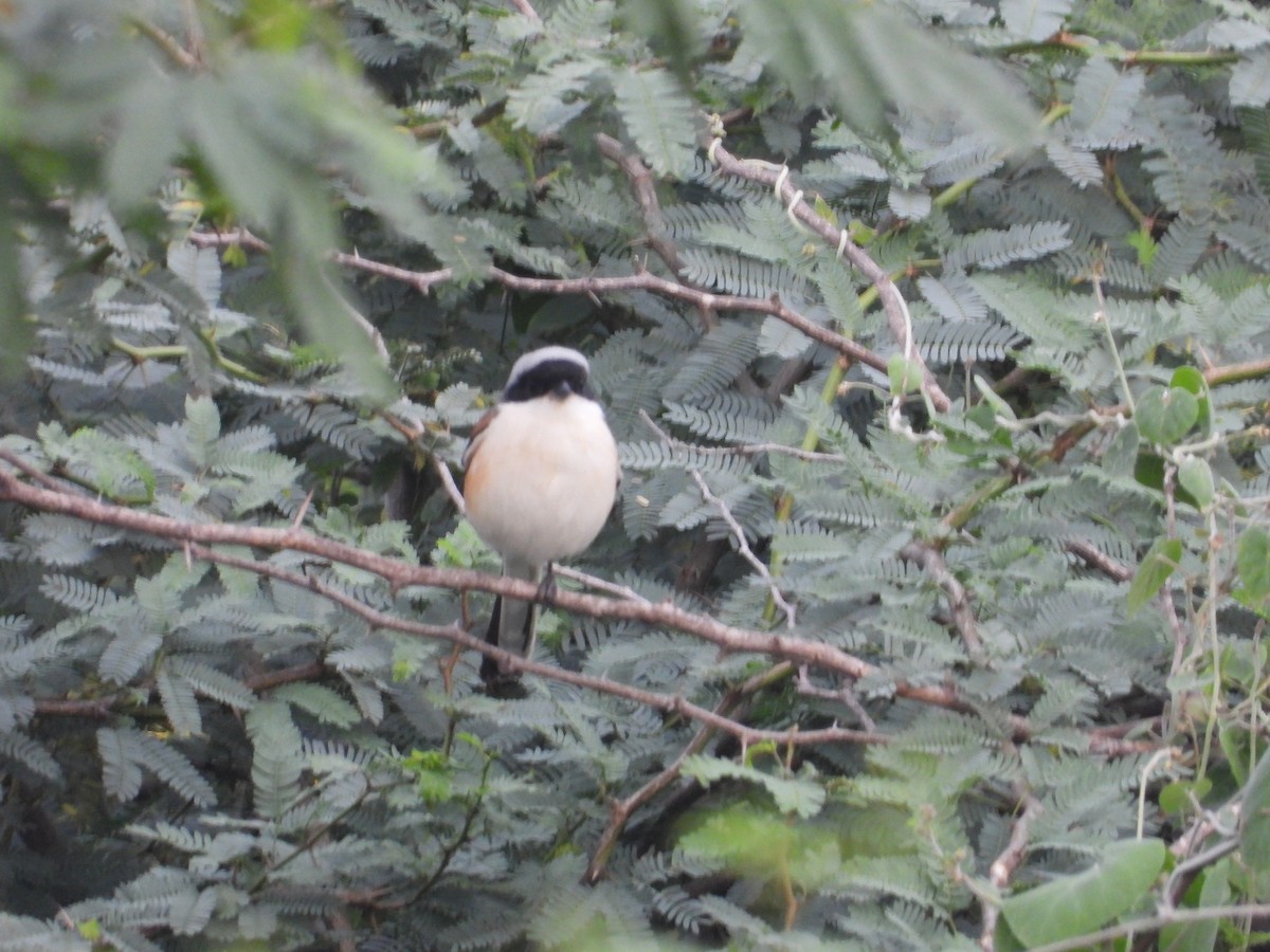 Bay-backed Shrike - ML647337955