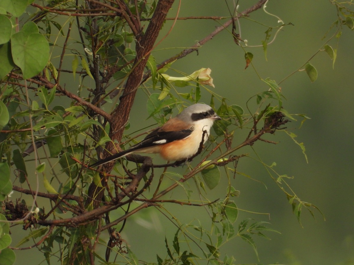 Bay-backed Shrike - ML647337956
