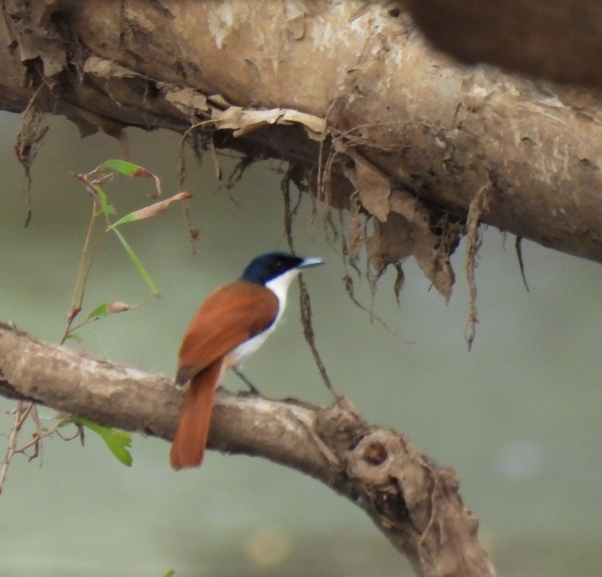 Shining Flycatcher - ML647337957