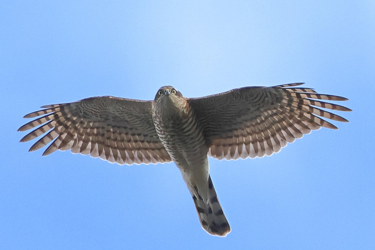 spurvehauk - ML647337968