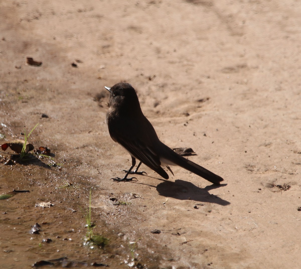 Black Phoebe - ML647338011