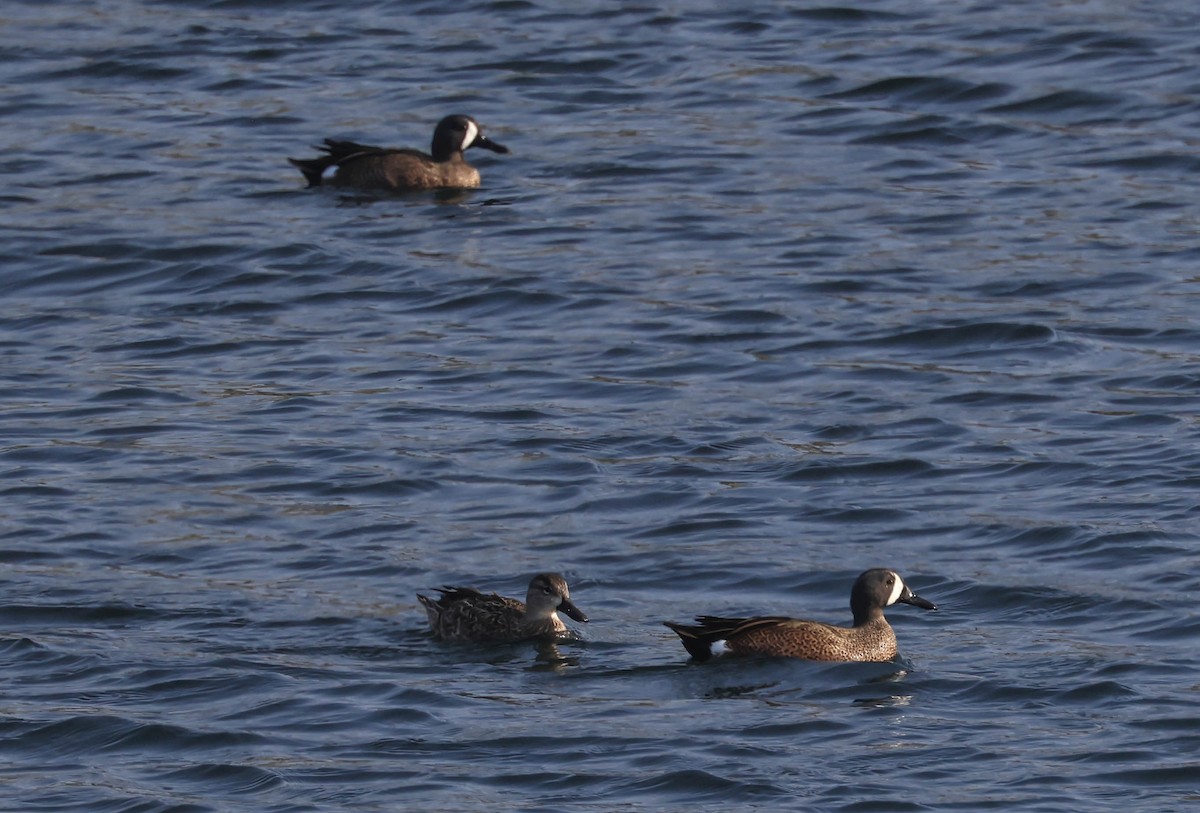 Sarcelle à ailes bleues - ML647338022