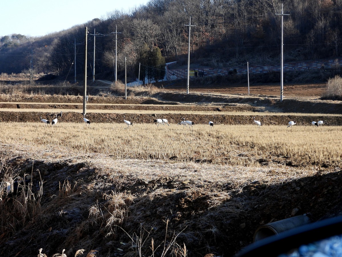 Kurrilo japoniarra - ML647338035