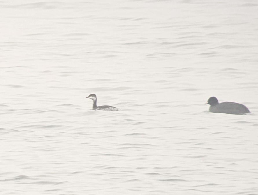 Красношейная поганка - ML647338038