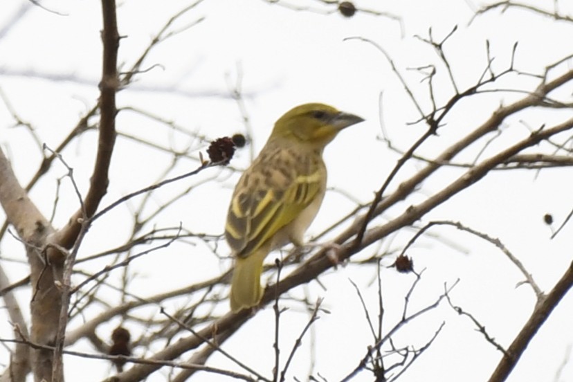 Kara Başlı Dokumacı - ML647338043