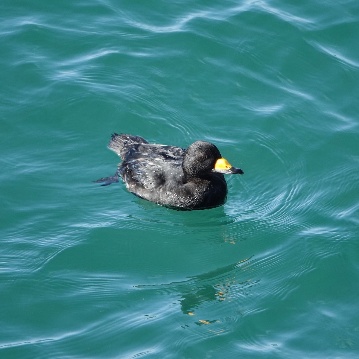 Amerika Kara Ördeği - ML647338046