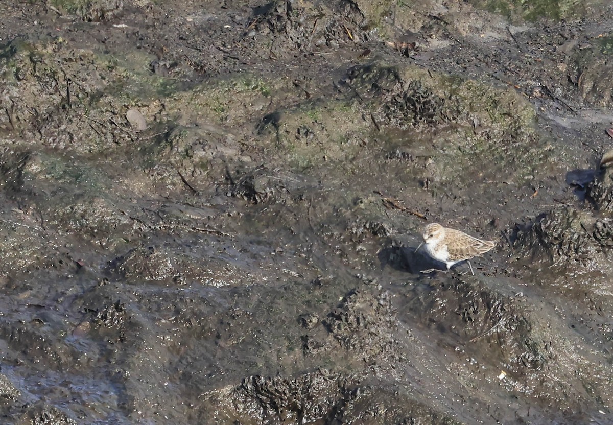 Gambecchio dell'Alaska - ML647338089