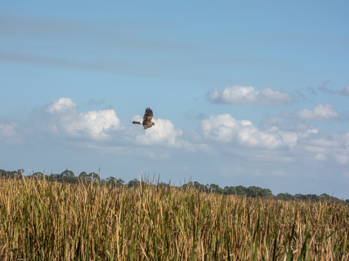 Mirotz zuri iparramerikarra - ML647338090