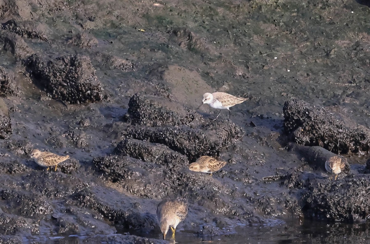 Gambecchio dell'Alaska - ML647338102