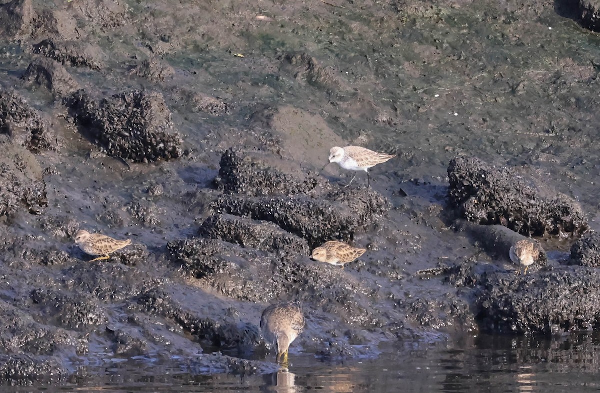 Gambecchio dell'Alaska - ML647338104