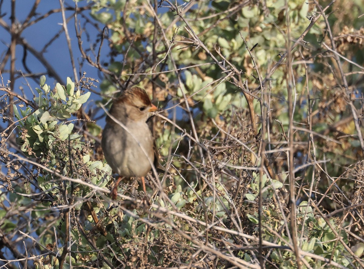 Porsuk Serçesi - ML647338111