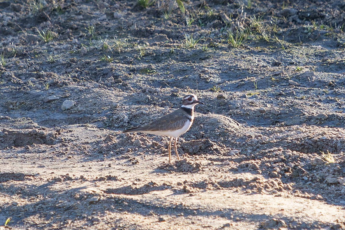 kulík rezavoocasý - ML647338114