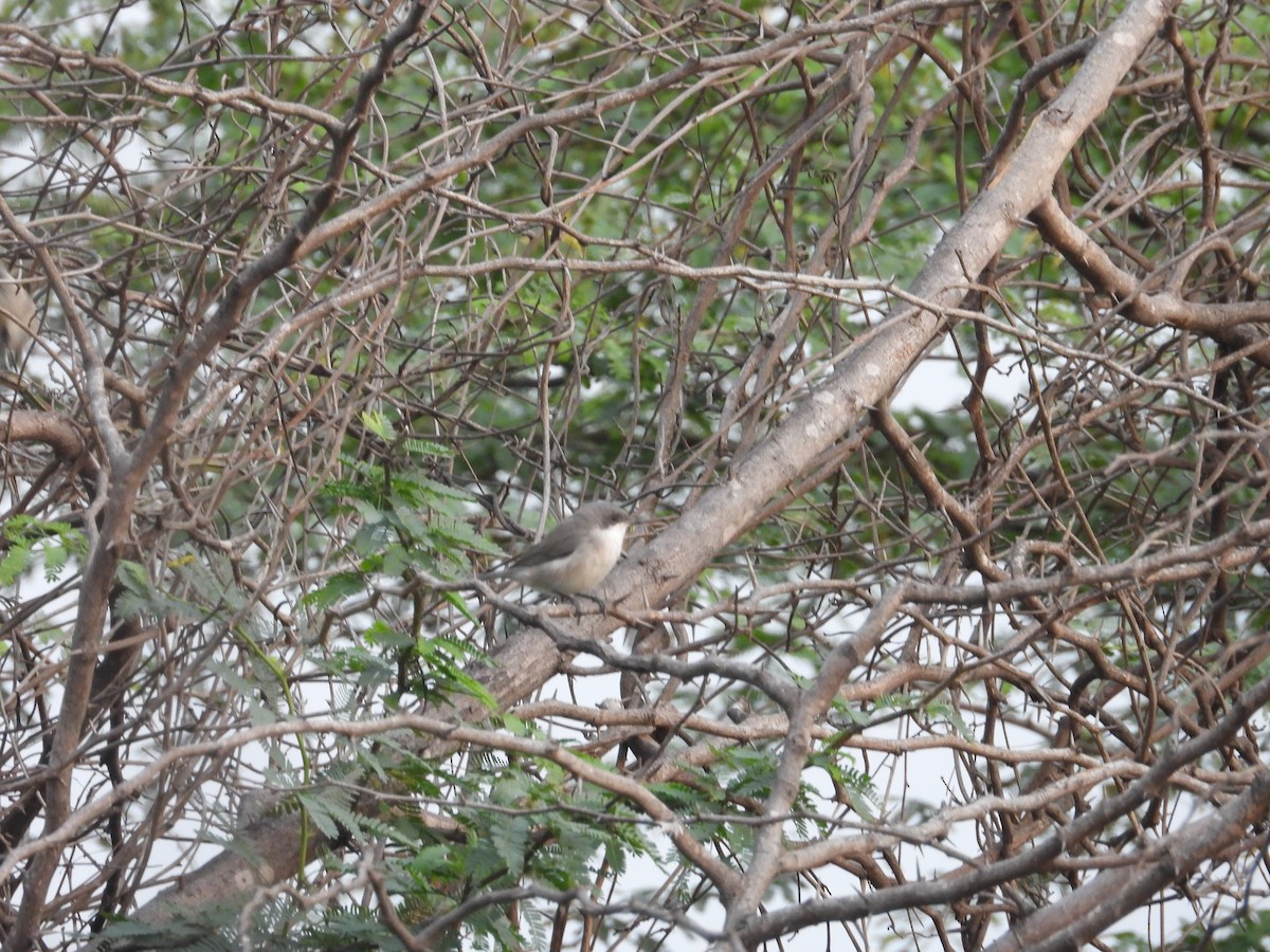 Славка-завирушка - ML647338125