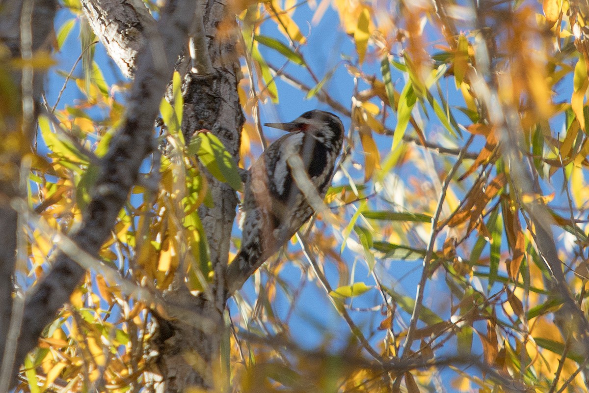 Red-naped Sapsucker - ML647338134