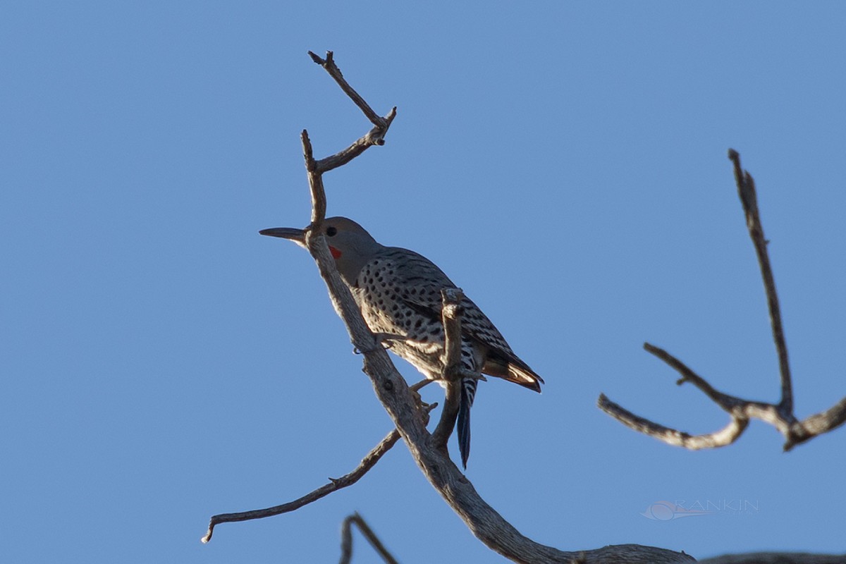 datel zlatý - ML647338140