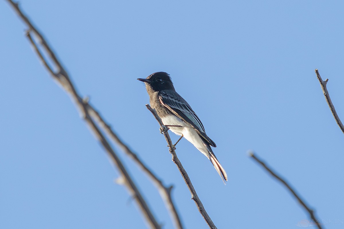 Black Phoebe - ML647338145