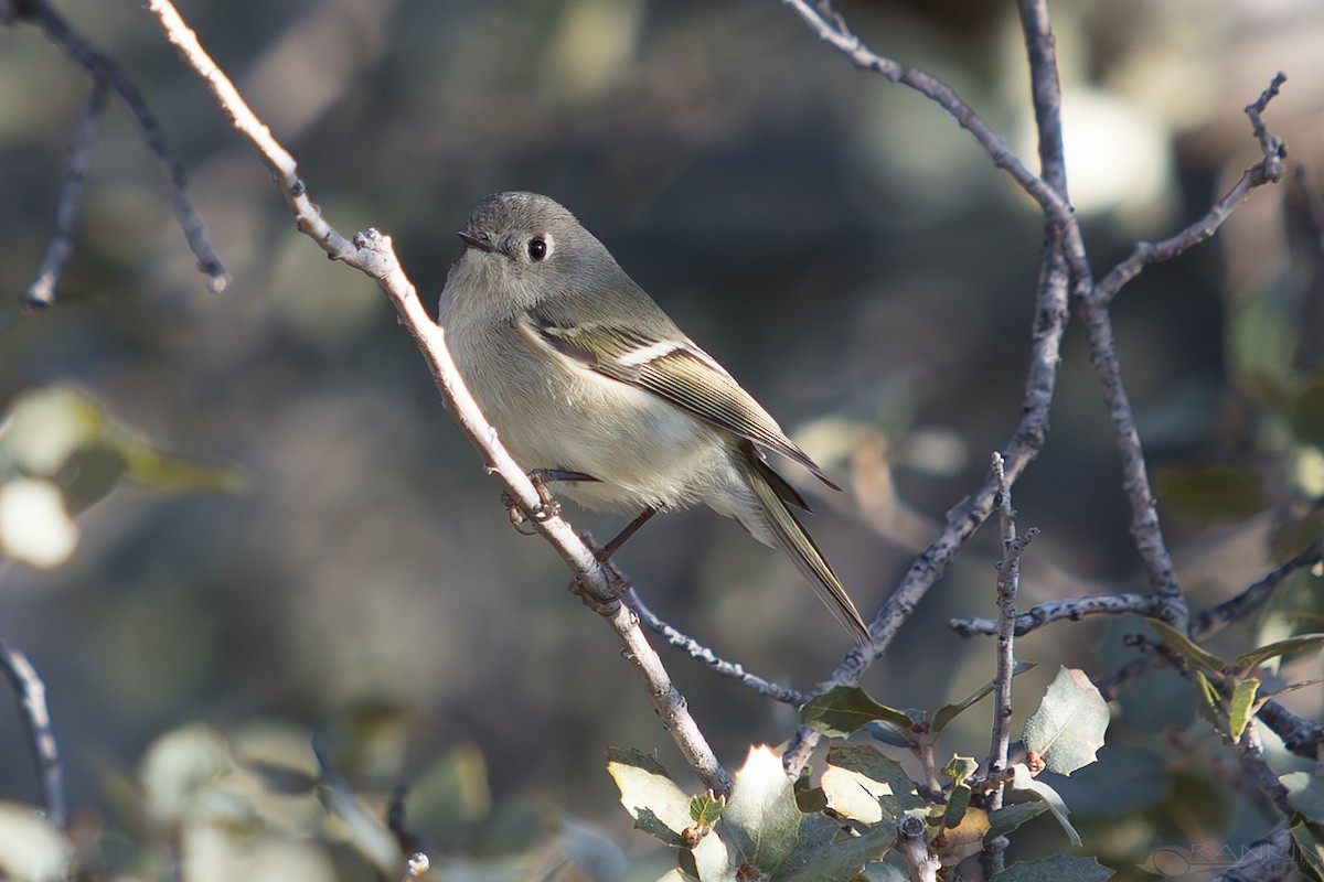 králíček americký - ML647338148