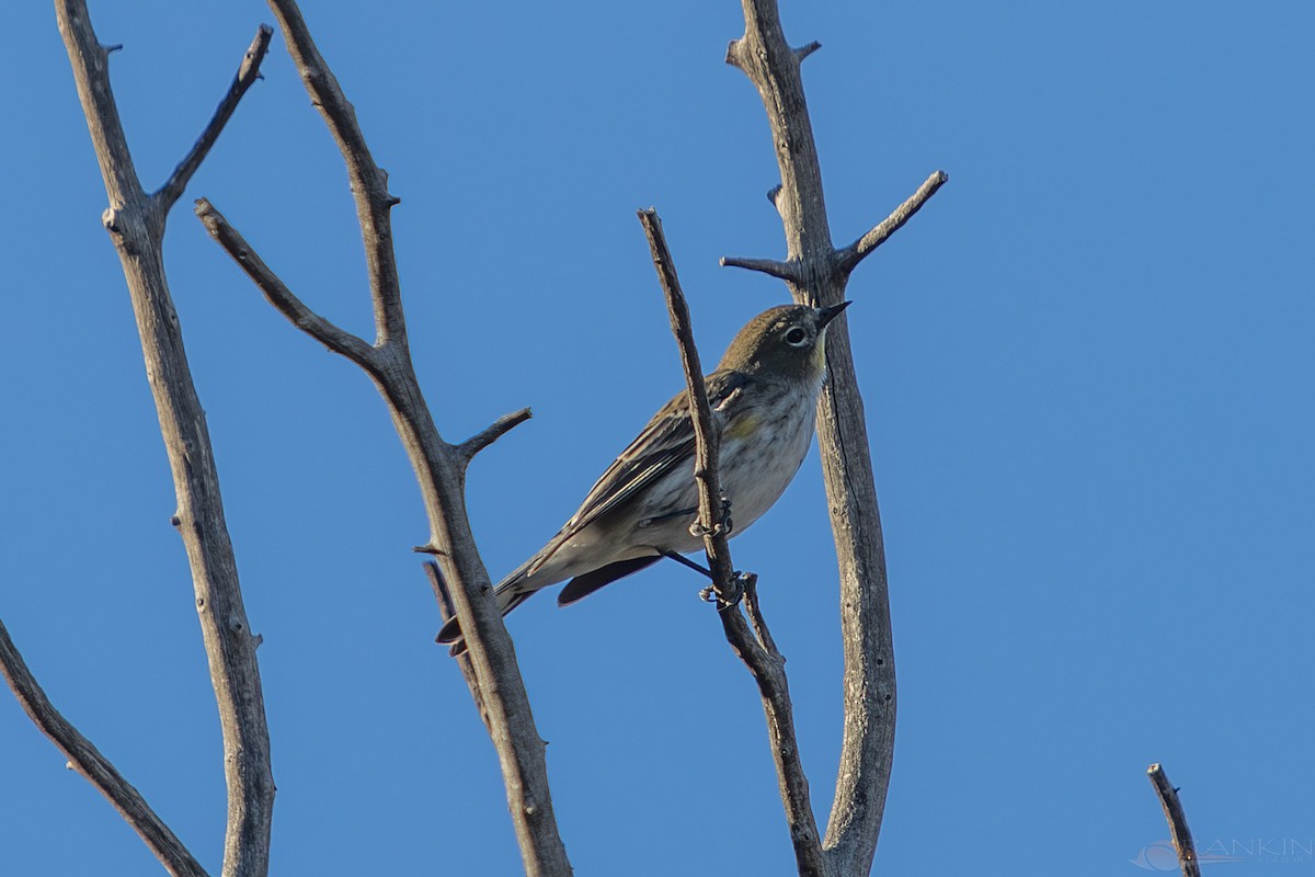 lesňáček žlutoskvrnný - ML647338152