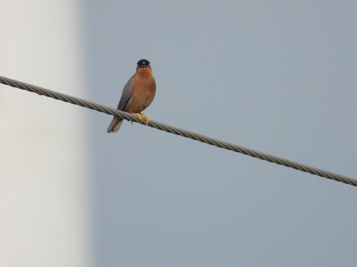 Браминский скворец - ML647338157