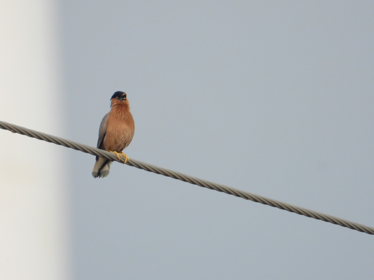 Браминский скворец - ML647338158