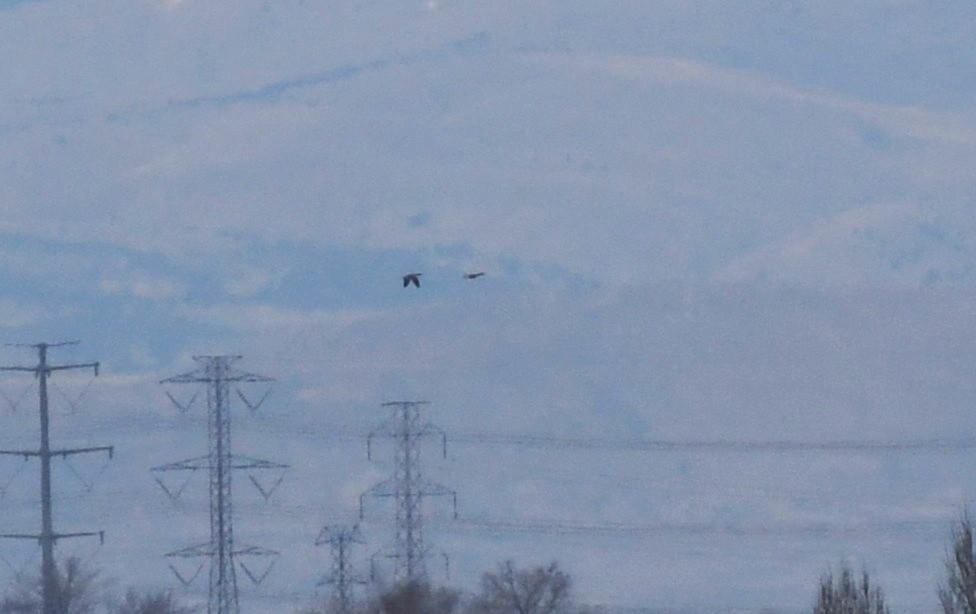 Canada Goose - ML647338174