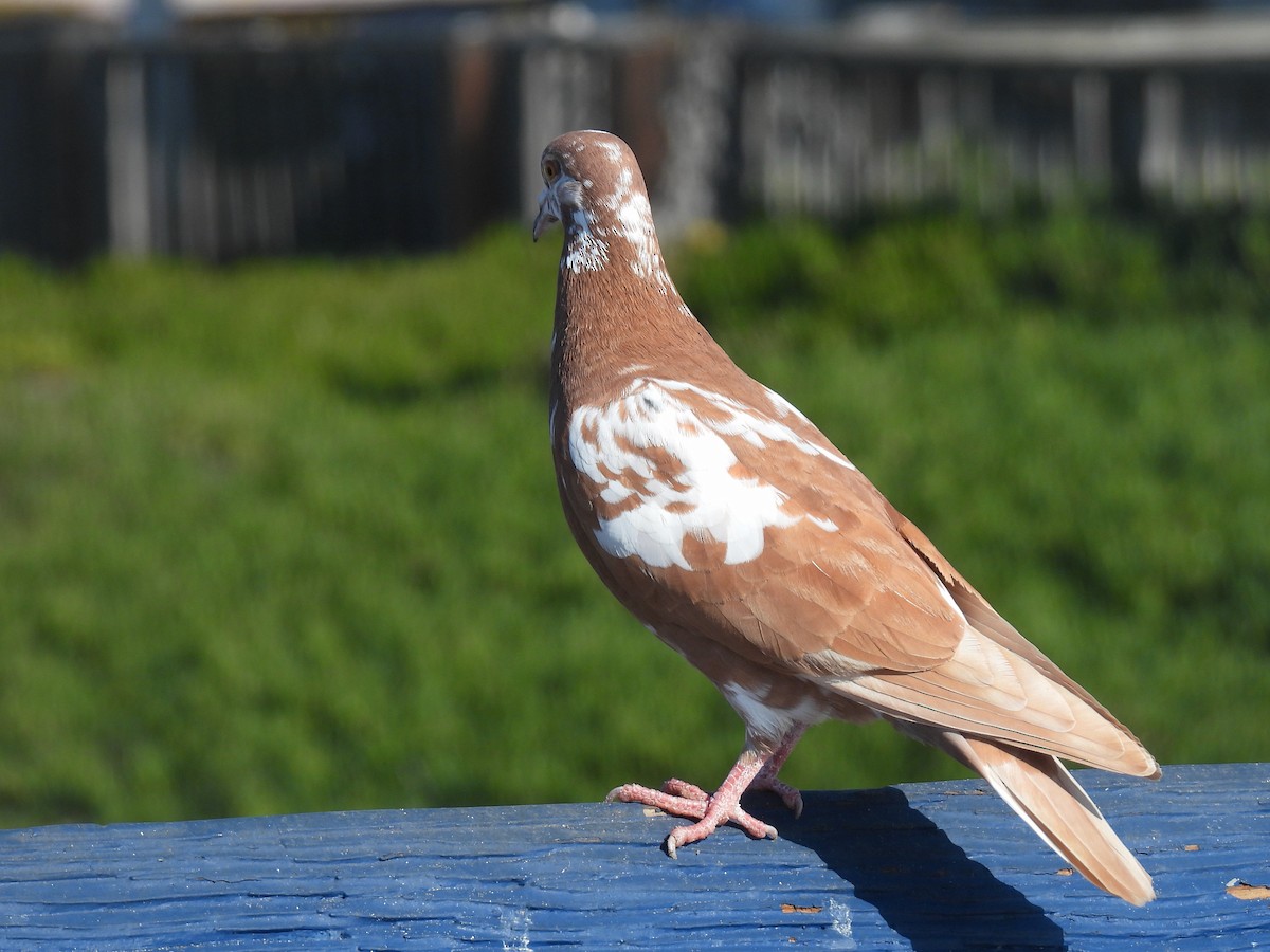 יונת בית - ML647338179