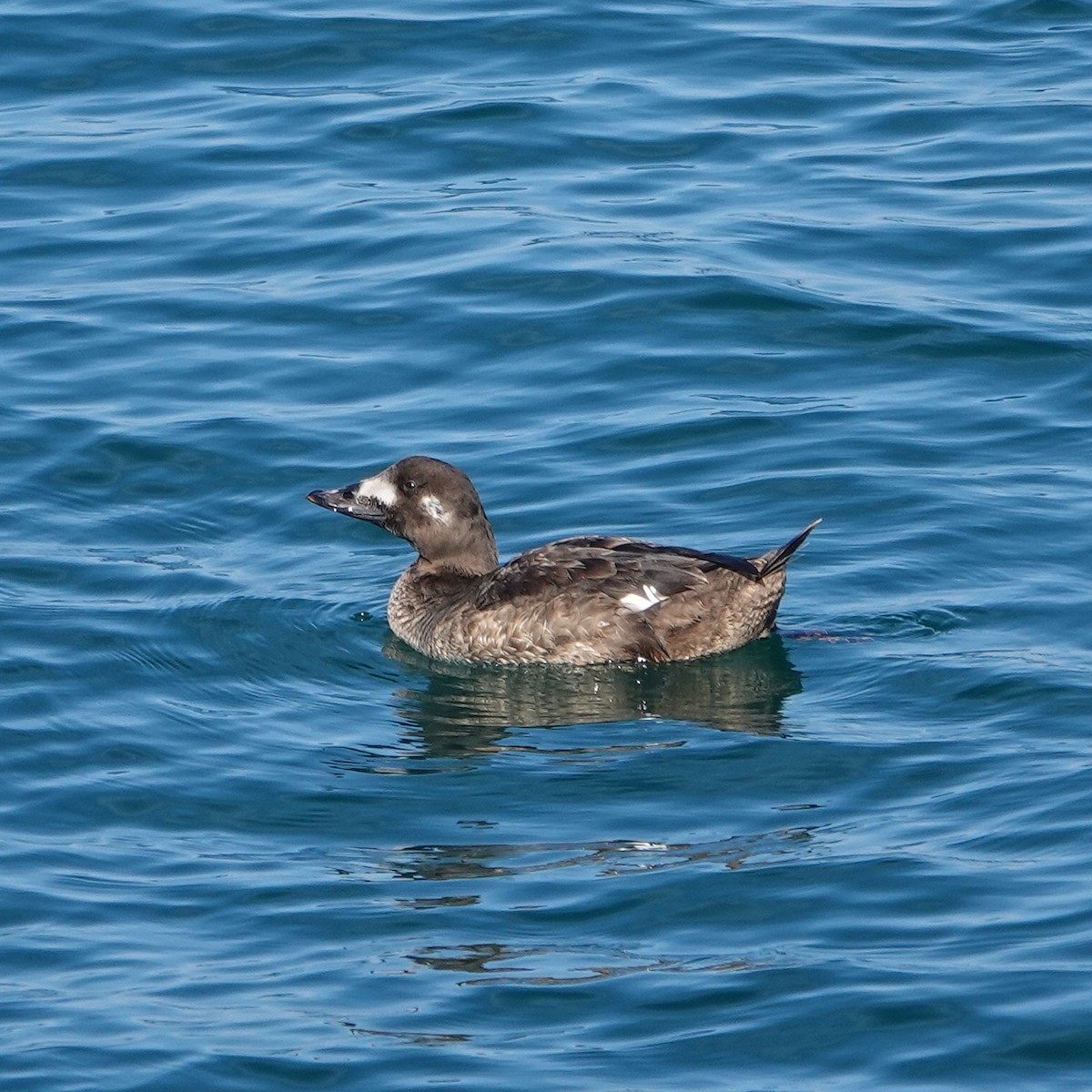 アメリカビロードキンクロ - ML647338191