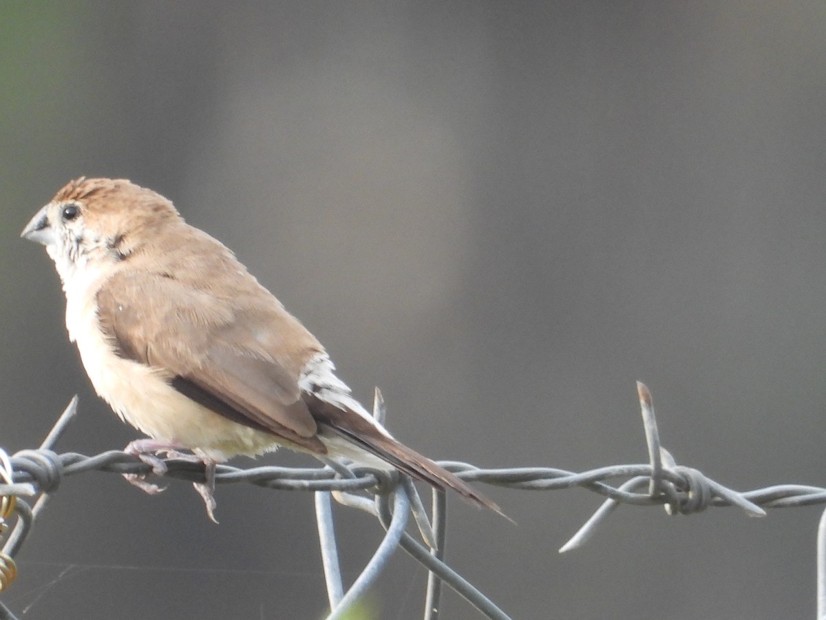 Малабарская амадина - ML647338198