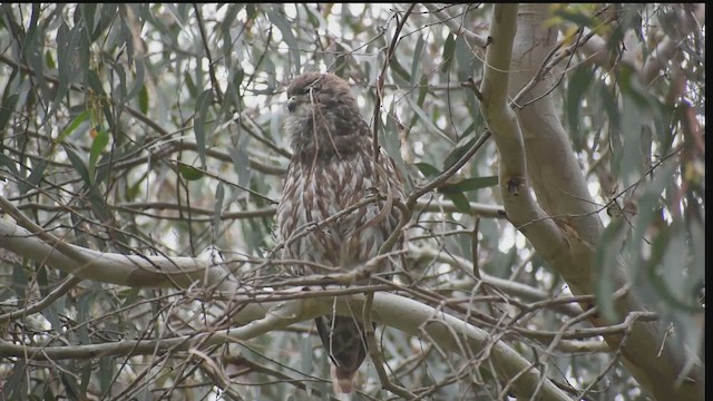 Лающая иглоногая сова - ML647338223